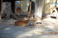 Imagine atasata: Zoo Berlin 0120.JPG